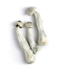 Albino Penis Envy Mushrooms