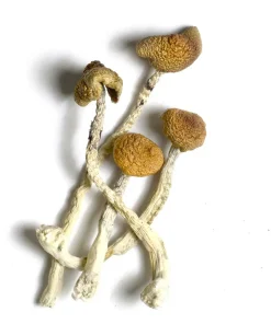Aztec God Mushroom