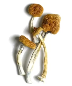 B+ Mushroom
