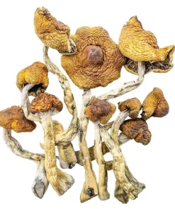 Cambodian Magic mushroom