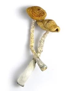 Golden Emperor Mushroom