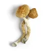 Golden Teacher Mushrooms Grow