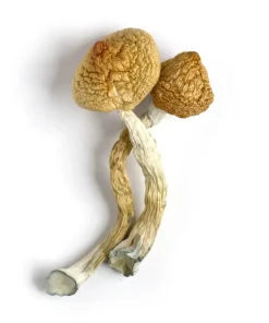 Golden Teacher Mushrooms Grow​ 