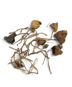 Liberty Caps Mushrooms 