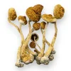 Amazonian Strain Mushrooms