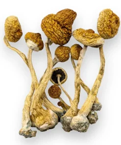 Alacabenzi mushroom