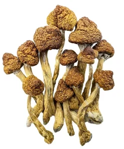  Brazilian Mushrooms 