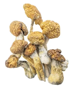 Malabar Mushroom