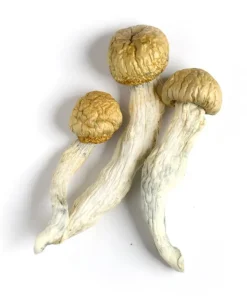 Penis Envy Mushroom For Sale 