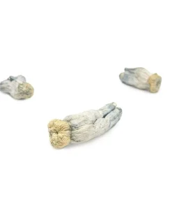Yeti Mushroom