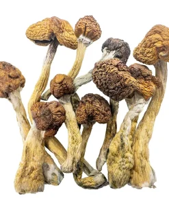 Trinity Mushroom